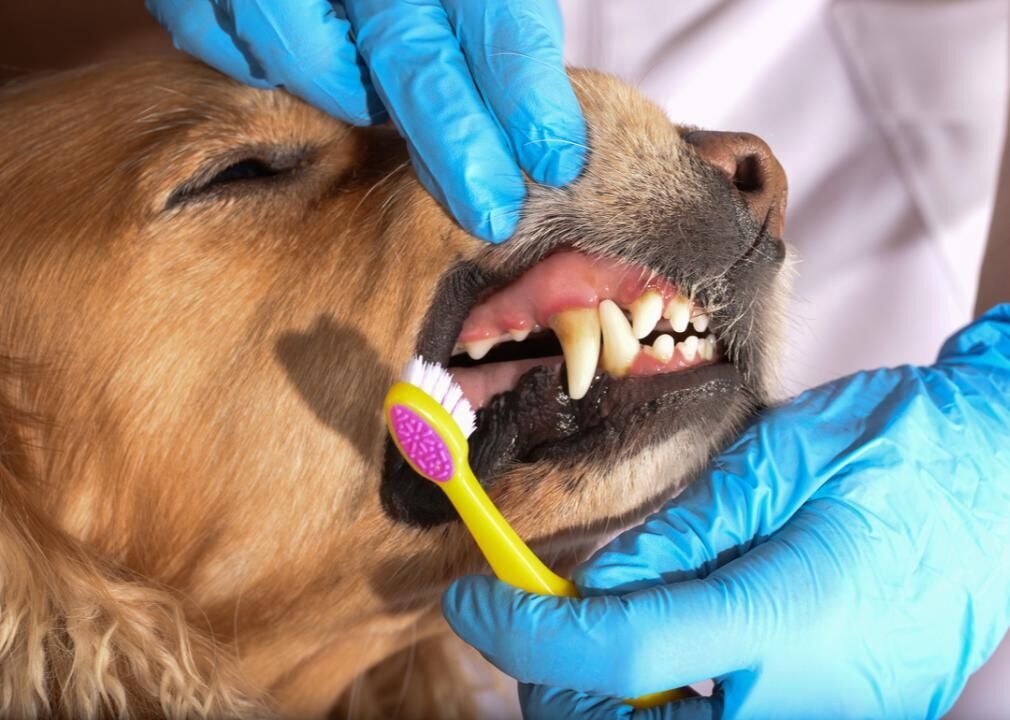 Strong teeth and healthy gums